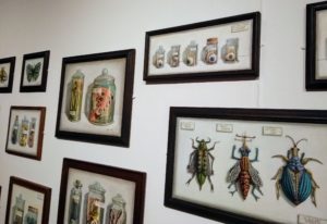 Is This Planet Earth Exhibition. Several pieces of Bio Specimens, oil artwork featuring insects and otherworldly specimens